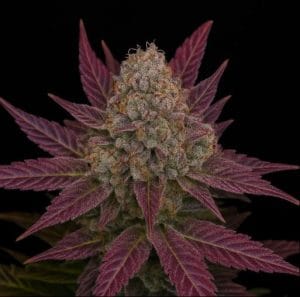 Blackberry Moonshine Auto