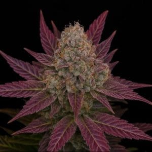 Blackberry Moonshine Auto by Freedom of Seeds – Fruity – Super Strength – Female seeds – image 1 – Seed City