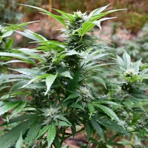 Blackberry OG CBD from Emerald Triangle Seeds