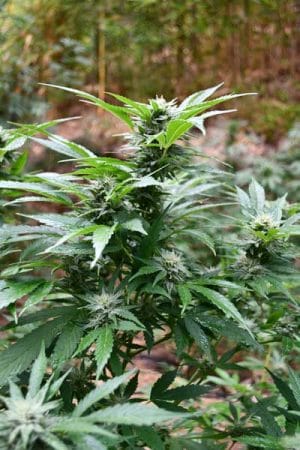 Blackberry OG CBD