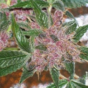 Image 1 of Blackwater cannabis by Cali Connection Seeds – Indica-heavy – Regular – 12/12 Photoperiod – Seed City