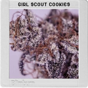Blimburn America - Girl Scout Cookies cannabis – image 1 – Seed City