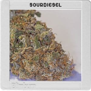 Blimburn America – Sour Diesel