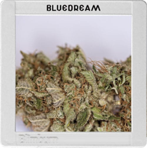 Blimburn America - Blue Dream cannabis seeds – Depression – Sativa – Berry – image 1 from Seed City