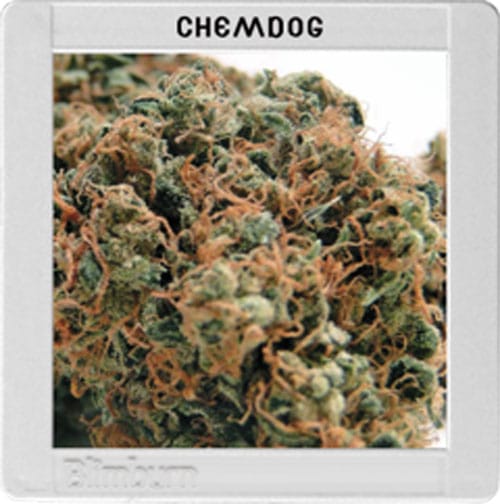 Blimburn America - Chemdog #4 by BlimBurn Seeds – Indoor – 12/12 Photoperiod – Lemon – image 1 – Seed City