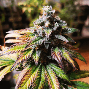 Blimburn America – Gorilla #4