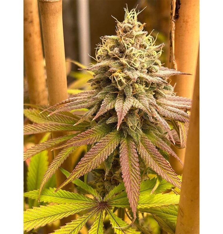12/12 Photoperiod – Fruity – Female seeds – Blood Diamonds strain – image 1 – from Conscious Genetics via Seed City