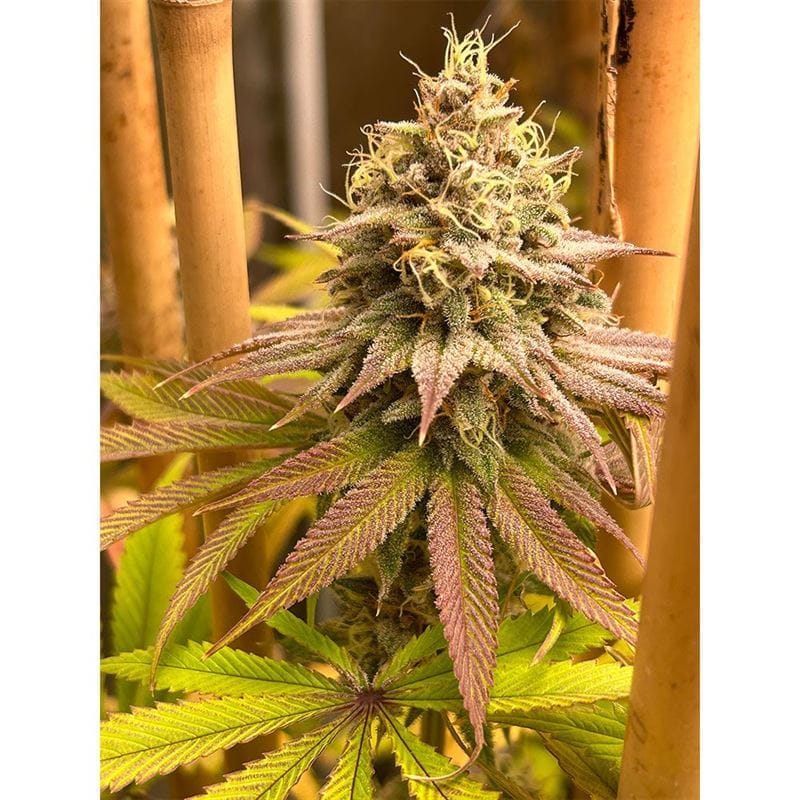 12/12 Photoperiod – Fruity – Female seeds – Blood Diamonds strain – image 1 – from Conscious Genetics via Seed City