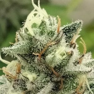 Blowrange