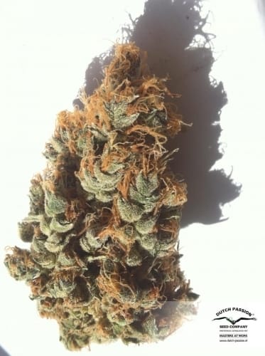 Blue Auto Mazar from Dutch Passion Seeds