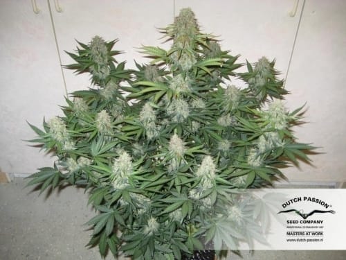 Blue Auto Mazar by Dutch Passion Seeds – Fruity – Auto-Flowering – Suited for indoor growing – image 8 – Seed City