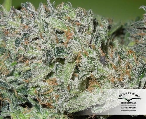 Image 12 of Blue Auto Mazar cannabis by Dutch Passion Seeds – Fruity – Happy – Suited for indoor growing – Seed City