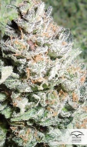 showing Indica-heavy – Fruity – Happy – image 15 – Seed City