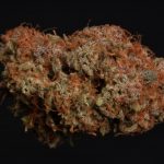 Blue Moby Auto from Seed Stockers
