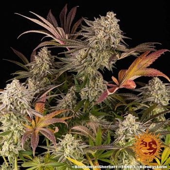 Blue Sunset Sherbert by Barneys Farm Seeds – Beginning of October – Mostly Indica – Female seeds – image 16 – Seed City