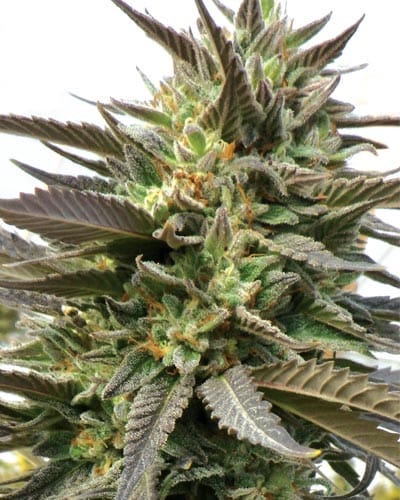Berry – Nausea – 12/12 Photoperiod – BlueBlood strain – image 1 – from Medicann Seeds via Seed City