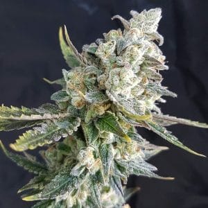 Blue Angel