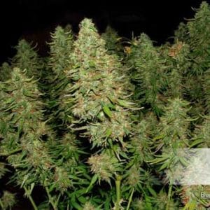 Blue Auto Mazar cannabis seeds – Happy – Auto-Flowering – Guaranteed female plants – image 1 from Seed City