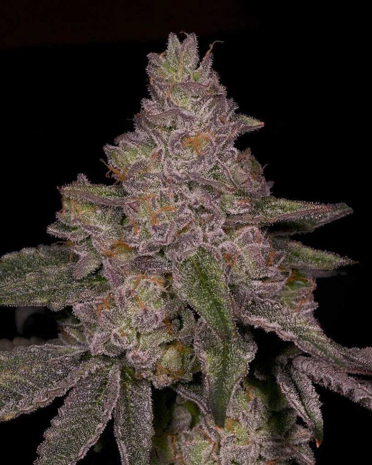 Image 1 of Blue Belts cannabis by Archive Seeds – 12/12 Photoperiod – Fruity – Female seeds – Seed City