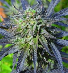 Blue Blood CBD from Medicann Seeds