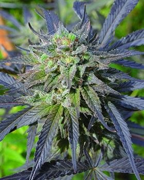 Blue Blood CBD