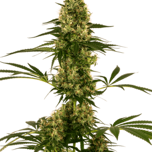 Blue Bullet Automatic cannabis seeds – Feminized – Uplifting – 50% Indica/50% Sativa – image 1 from Seed City