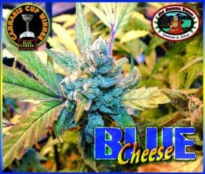 Blue Cheese