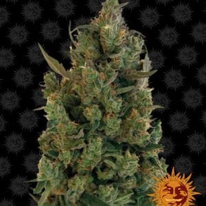 Blue Cheese cannabis seeds – 12/12 Photoperiod – High Yielding – Guaranteed female plants – image 1 from Seed City