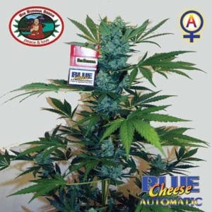 Blue Cheese Automatic