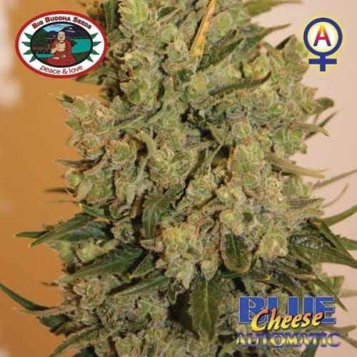 Image 7 of Blue Cheese Automatic cannabis by Big Buddha Seeds – Auto-Flowering – Indoor – Cheese – Seed City