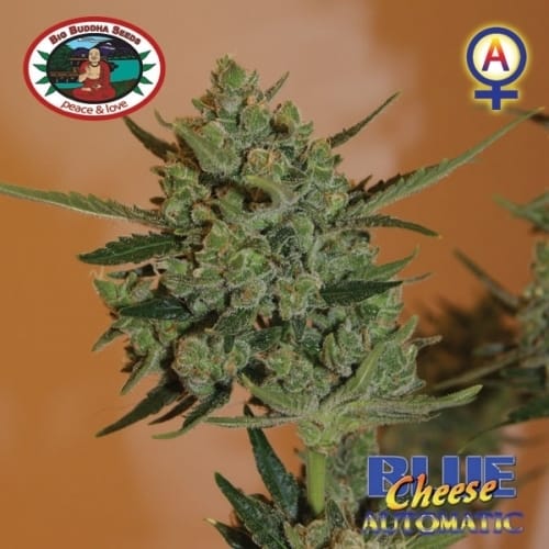 Blue Cheese Automatic by Big Buddha Seeds – Auto-Flowering – Cheese – Female seeds – image 12 – Seed City