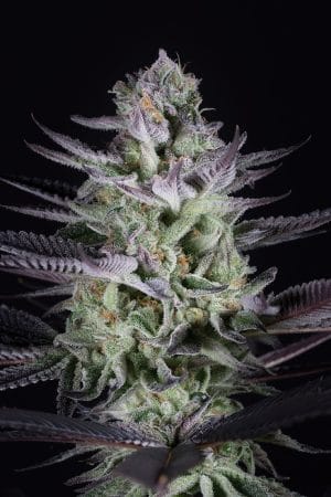 Blue Cookies x Oreoz Auto