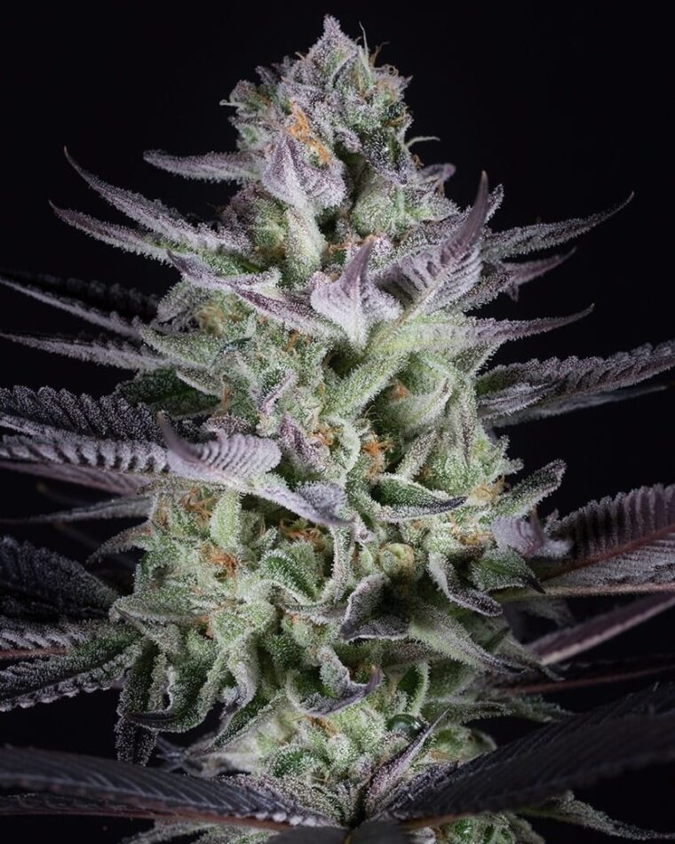 Blue Cookies x Oreoz Auto from Seed City Bulk Cannabis Seeds