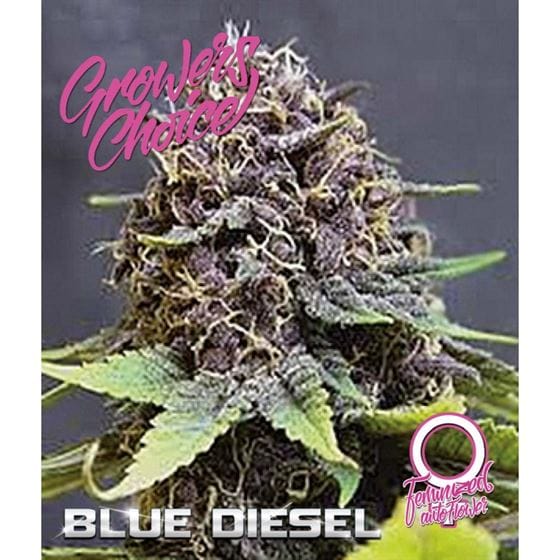 Image 1 of Blue Diesel Auto cannabis by Growers Choice – Sativa-leaning – Feminized – Sweet – Seed City