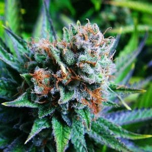 Berry – Sativa-leaning – Indoor – Blue Dream strain – image 1 – from Nirvana Seeds via Seed City