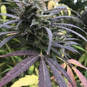 Blue Dream from Seedsman Seeds