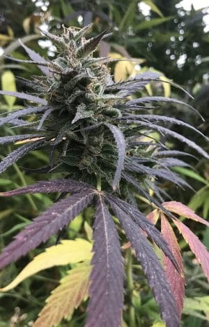 Blue Dream