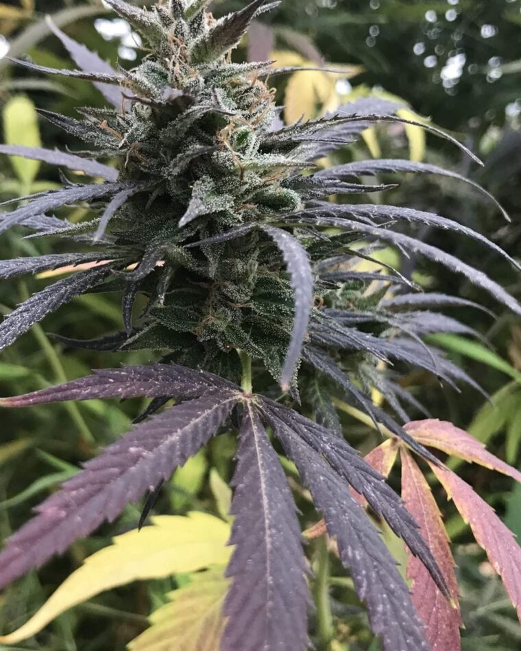 Blue Dream from Seedsman Seeds