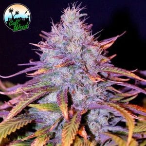 Blue Dream from Cali Weed Seeds