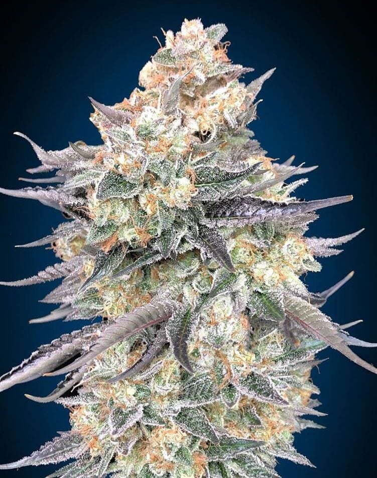 Blue Dream from OO Seeds