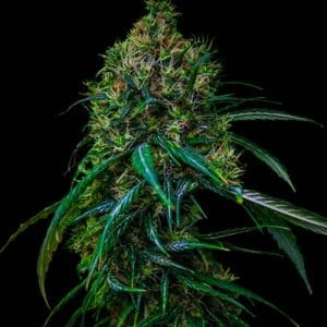 Image 1 of Blue Dream cannabis by Spliff Seeds – Guaranteed female plants – Super Strength – Sativa Dominant – Seed City