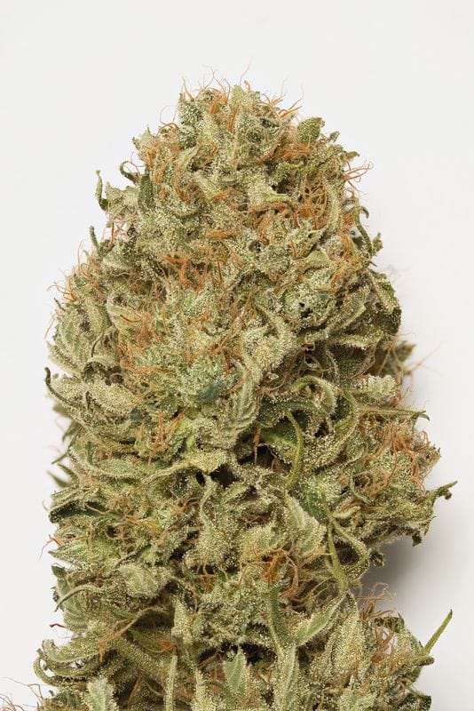 Image 1 of Blue Dream Auto cannabis by Humboldt Seed Organisation – Social – Berry – Sativa Dominant – Seed City