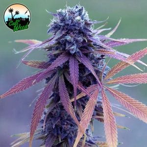 Blue Dream Auto cannabis seeds – Female seeds – Sativa Dominant – Suited for indoor growing – image 1 from Seed City