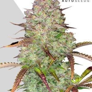 Blue Dream Auto by Auto Seeds – Sativa Dominant – Outdoor – Feminized – image 1 – Seed City