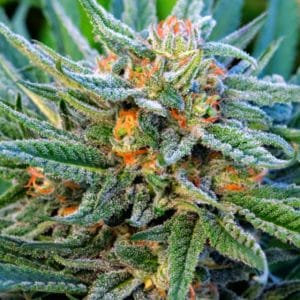 Sweet – Auto-Flowering – Happy – Blue Dream Autoflower strain – image 1 – from Nirvana Seeds via Seed City