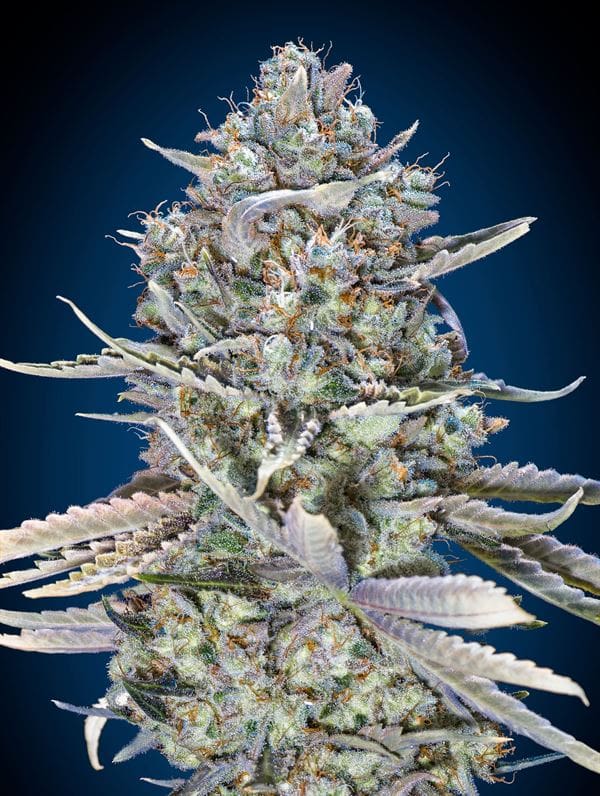 Blue Dream Fast from OO Seeds
