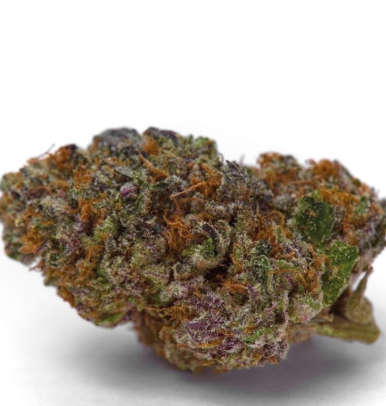 Blue Dream Sherbet Autoflower from Growers Choice