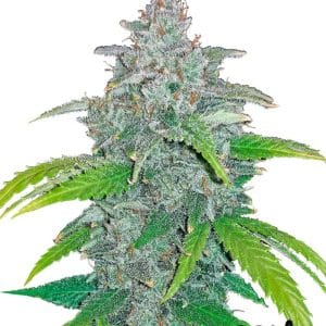 Auto-Flowering – Feminized – Body Stone – Blue Dream'matic strain – image 1 – from FastBuds via Seed City