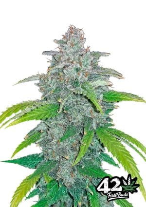 Blue Dream’matic