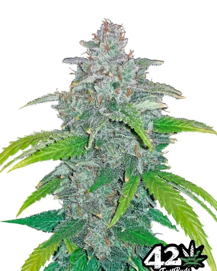 Auto-Flowering – Feminized – Body Stone – Blue Dream'matic strain – image 1 – from FastBuds via Seed City